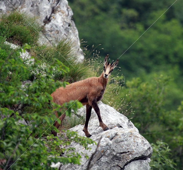 Klikni za ogled večje slike