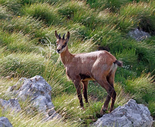 Klikni za ogled večje slike