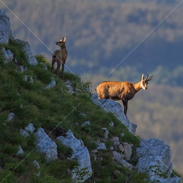 Klikni za ogled večje slike