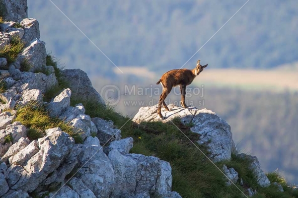 Klikni za ogled večje slike