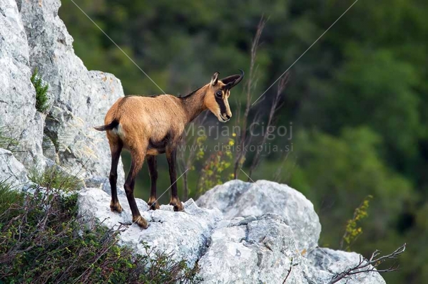 Klikni za ogled večje slike