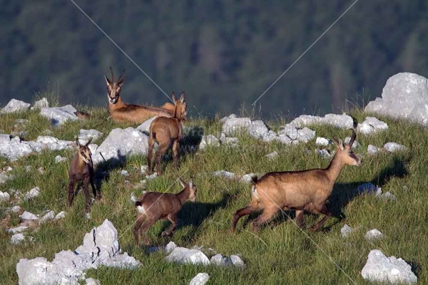 Klikni za ogled večje slike