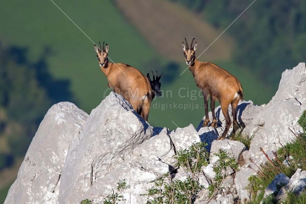 Klikni za ogled večje slike