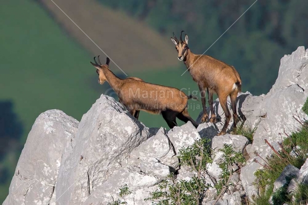 Klikni za ogled večje slike