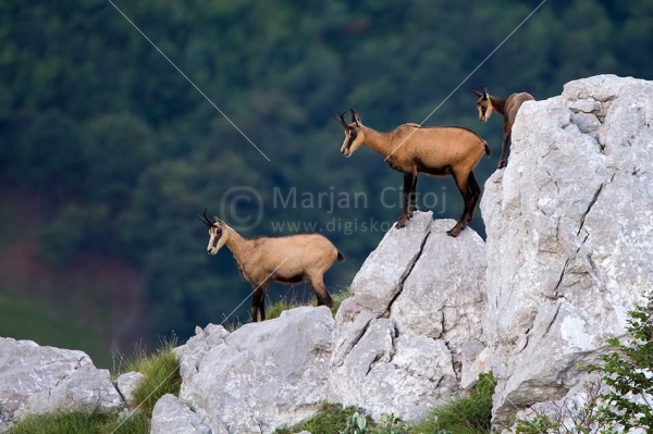 Klikni za ogled večje slike