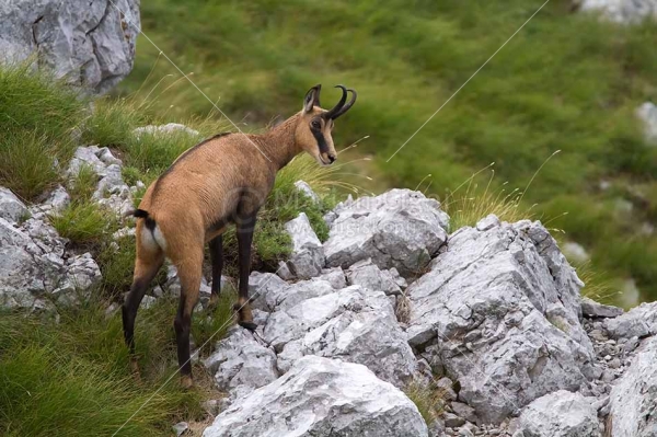 Klikni za ogled večje slike