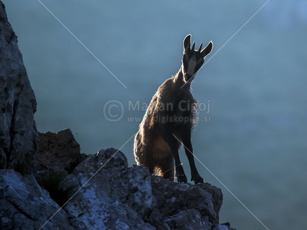 Klikni za ogled večje slike