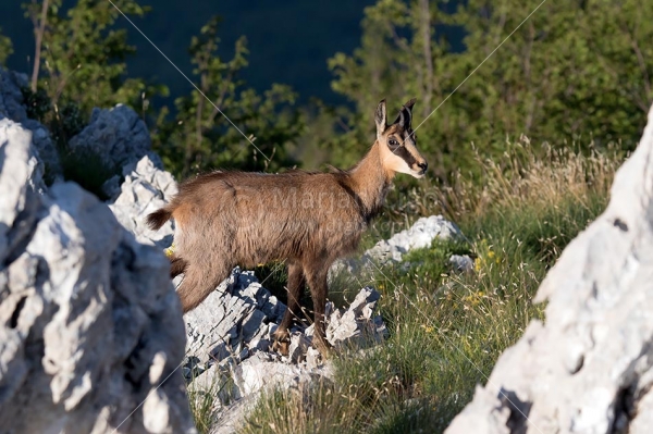 Klikni za ogled večje slike