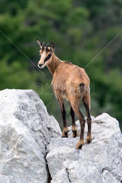 Klikni za ogled večje slike