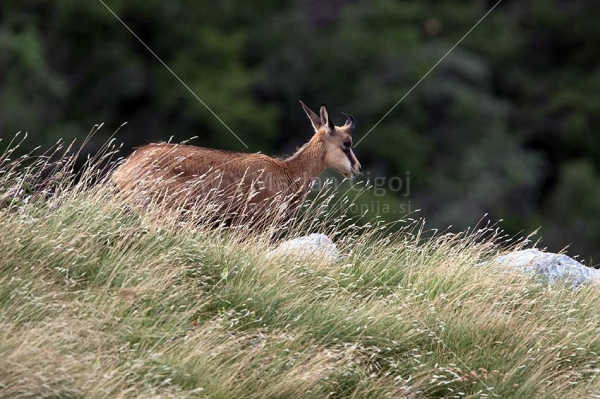 Klikni za ogled večje slike