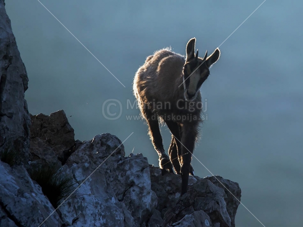 Klikni za ogled večje slike