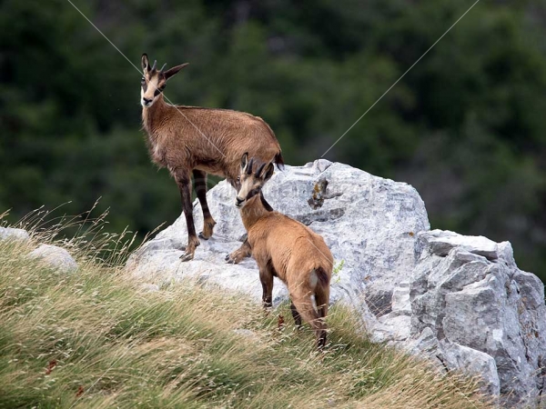 Klikni za ogled večje slike