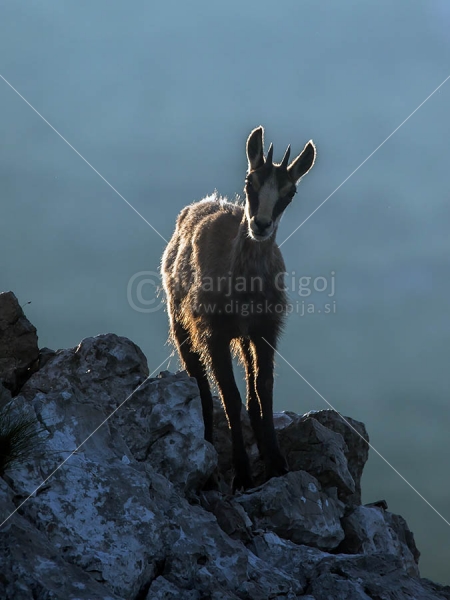 Klikni za ogled večje slike
