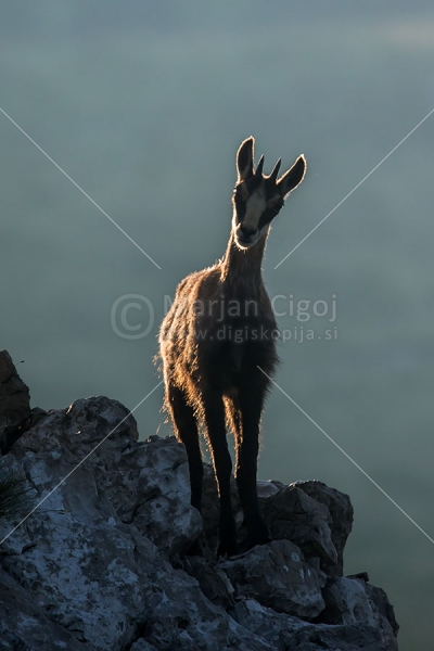 Klikni za ogled večje slike