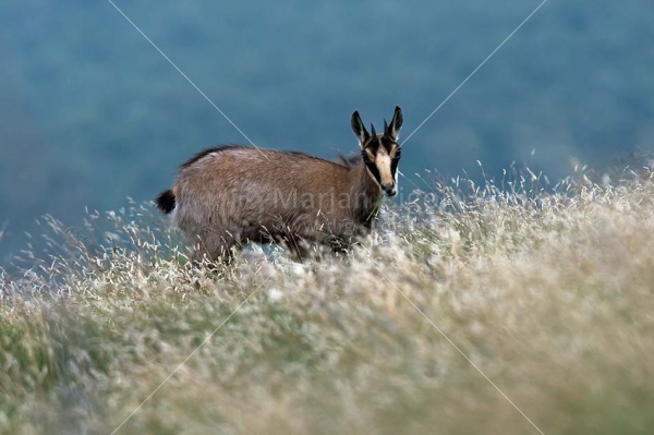 Klikni za ogled večje slike