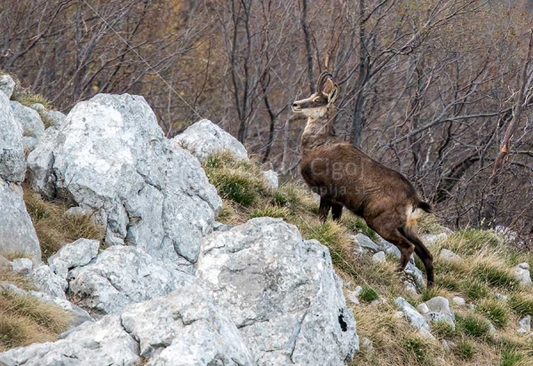 Klikni za ogled večje slike