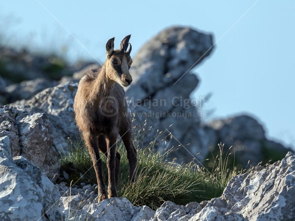 Klikni za ogled večje slike