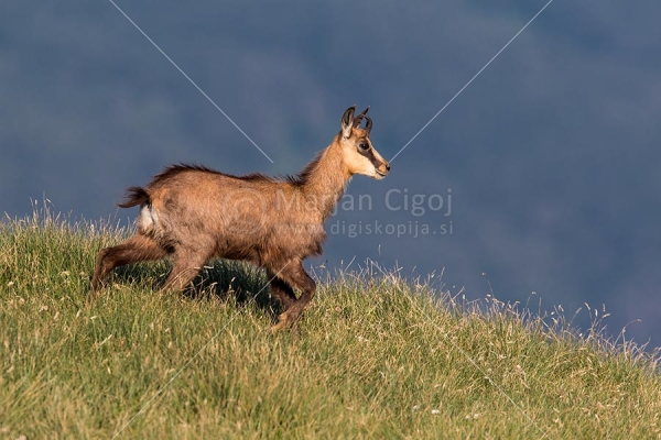 Klikni za ogled večje slike