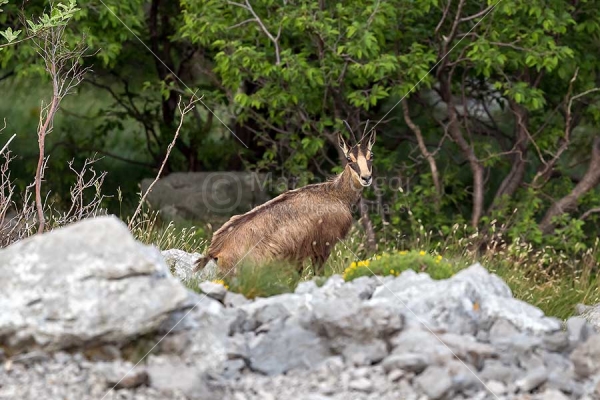 Klikni za ogled večje slike