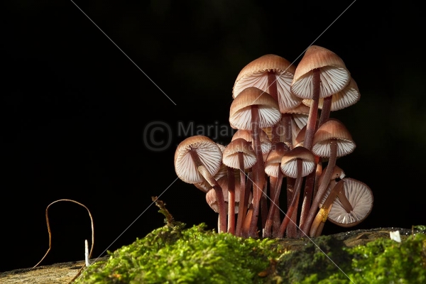 Klikni za ogled večje slike