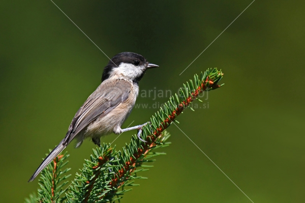 Klikni za ogled večje slike