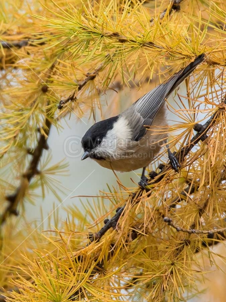 Klikni za ogled večje slike