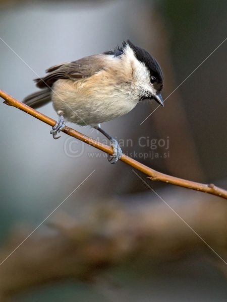 Klikni za ogled večje slike