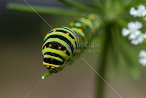 Klikni za ogled večje slike