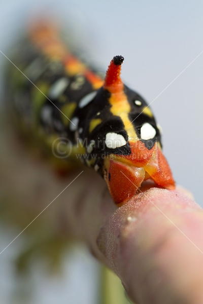 Klikni za ogled večje slike