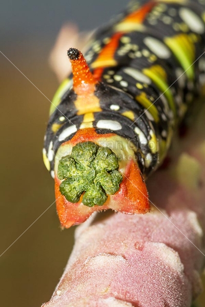 Klikni za ogled večje slike