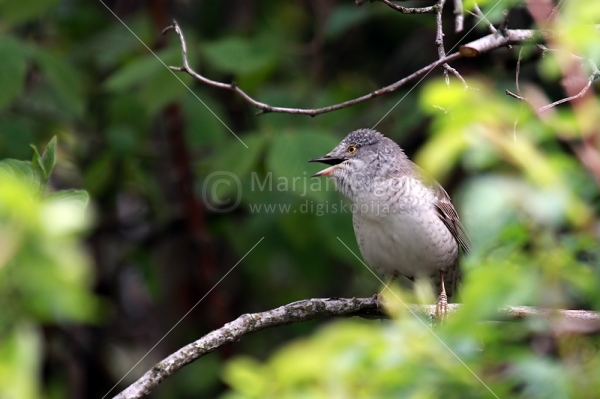 Klikni za ogled večje slike