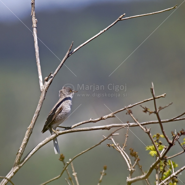 Klikni za ogled večje slike