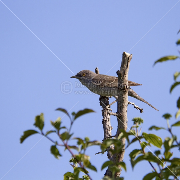 Klikni za ogled večje slike