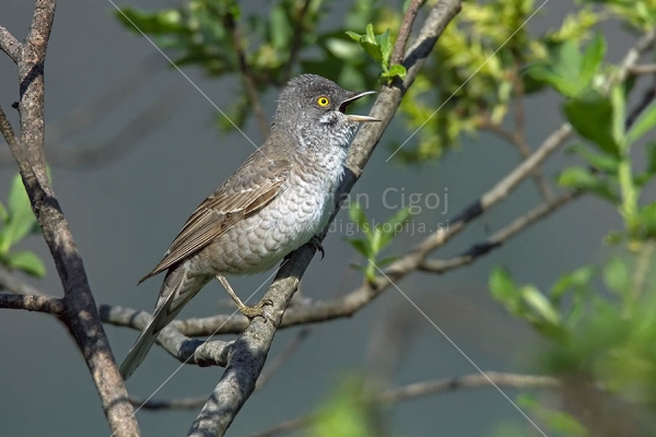 Klikni za ogled večje slike