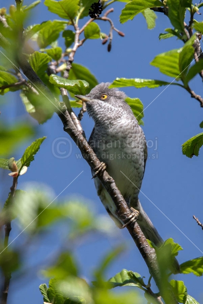 Klikni za ogled večje slike