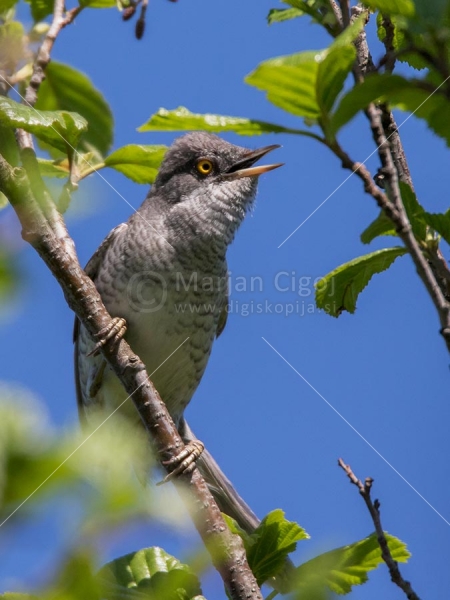 Klikni za ogled večje slike