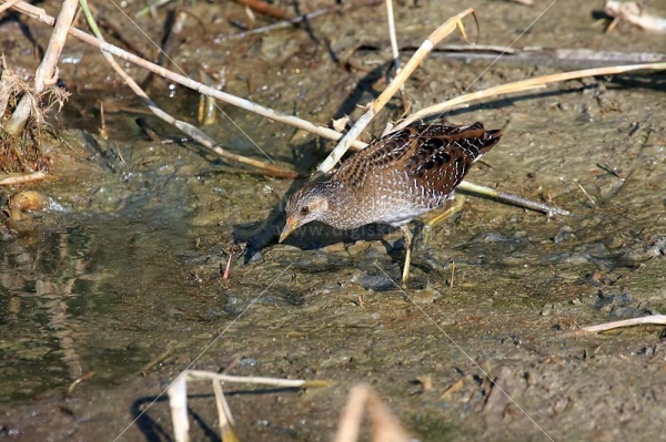 Klikni za ogled večje slike