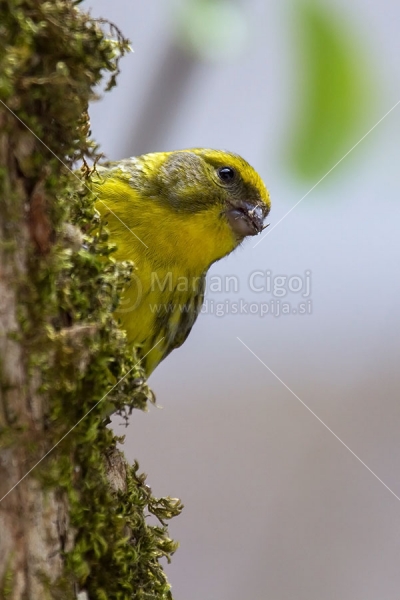 Klikni za ogled večje slike