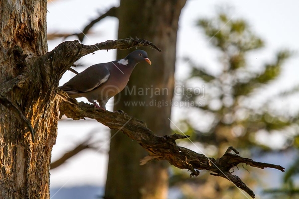 Klikni za ogled večje slike