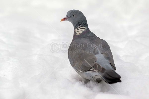 Klikni za ogled večje slike