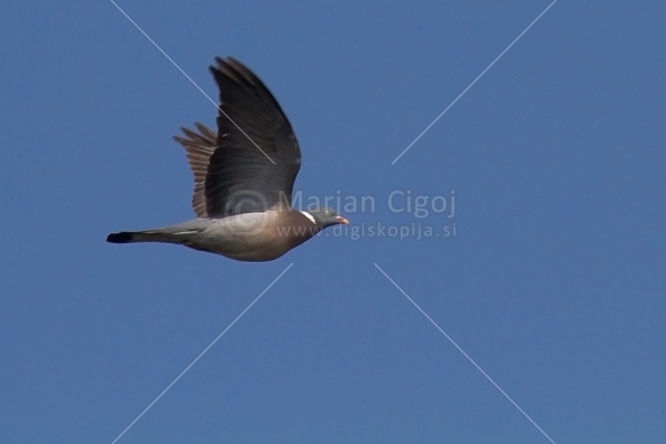 Klikni za ogled večje slike