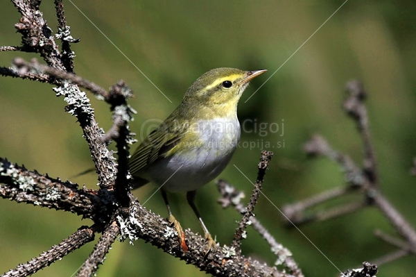 Klikni za ogled večje slike