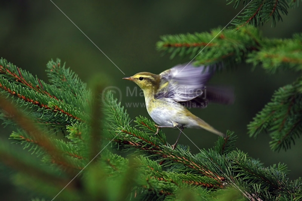 Klikni za ogled večje slike