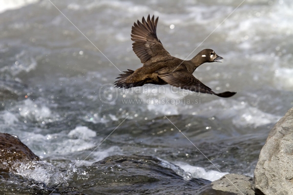 Klikni za ogled večje slike