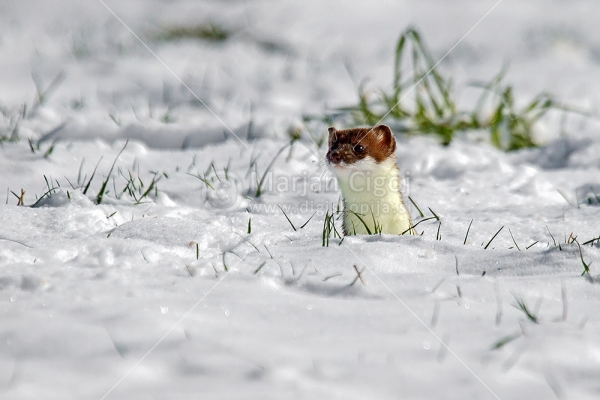 Klikni za ogled večje slike