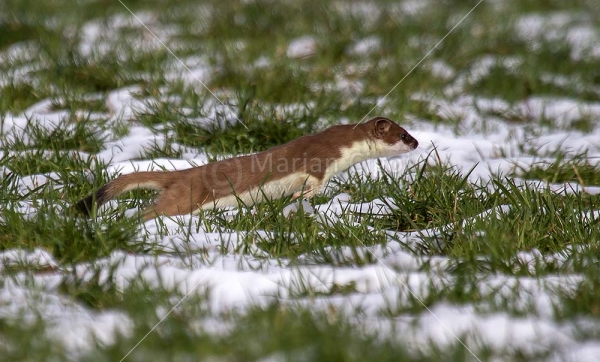 Klikni za ogled večje slike