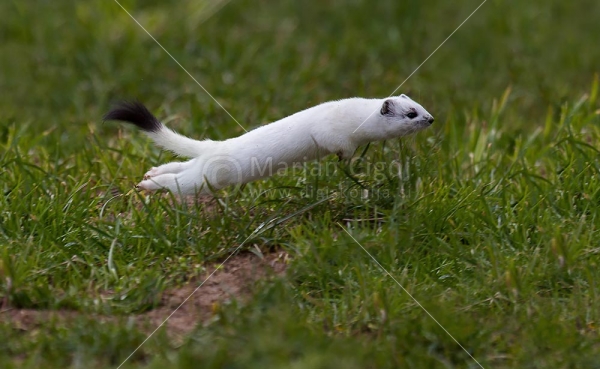 Klikni za ogled večje slike