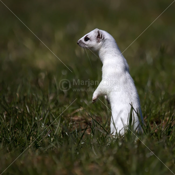 Klikni za ogled večje slike
