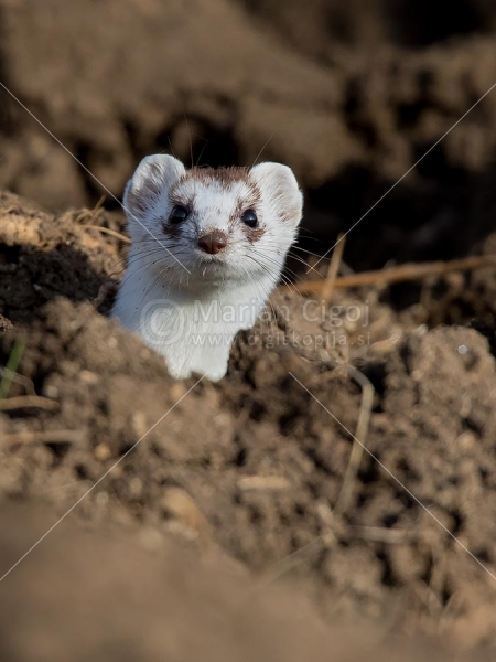Klikni za ogled večje slike