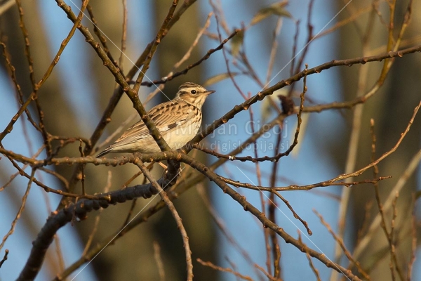 Klikni za ogled večje slike